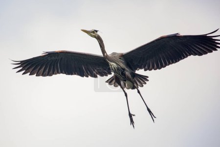Photo for Great blue heron in Louisiana swamp. High quality photo - Royalty Free Image