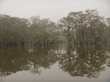 Mañana brumosa y brumosa en el pantano de Atchafalaya con siluetas de cipreses. Foto de alta calidad