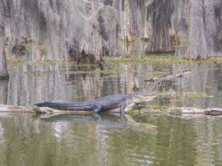 Téléchargez les photos : Alligator américain bronzant sur une bûche dans le lac Martin. Photo de haute qualité - en image libre de droit