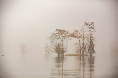 Photo for Foggy and misty morning in the Atchafalaya Swamp with cypress tree silhouettes. High quality photo - Royalty Free Image