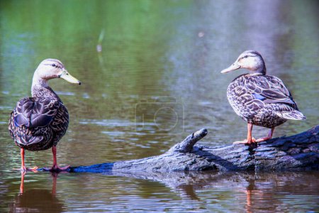 Photo for Mallard duck pair in a Louisiana swamp. High quality photo - Royalty Free Image