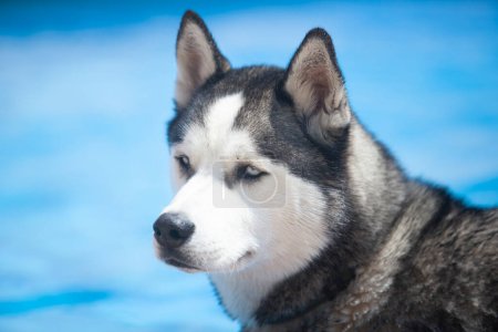 Porträt eines sibirischen Huskyhundes. Hochwertiges Foto