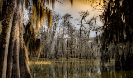 Schöne Sumpflandschaft am Lake Martin in Louisiana. Hochwertiges Foto