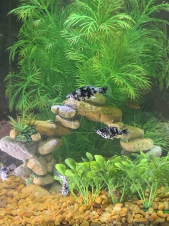 Photo for Marble molly fish swimming in a tank. High quality photo - Royalty Free Image