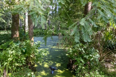 Foto de Luisiana pantano escena con exuberante follaje. Foto de alta calidad - Imagen libre de derechos