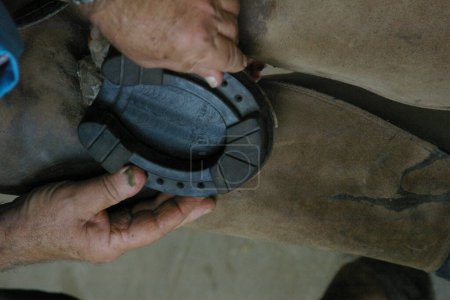 Photo for Farrier or horseshoer working on a horses hoof. High quality photo - Royalty Free Image
