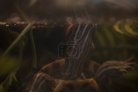Photo for Baby yellow belly slider turtle. High quality photo - Royalty Free Image