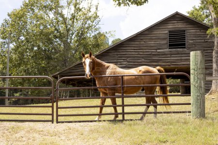 Téléchargez les photos : Magnifique portrait de cheval de châtaignier. Photo de haute qualité - en image libre de droit