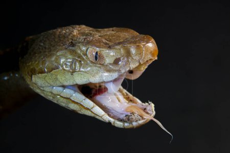 Foto de Macro retrato de una serpiente cabeza de cobre. Foto de alta calidad - Imagen libre de derechos