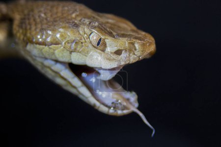 Foto de Macro retrato de una serpiente cabeza de cobre. Foto de alta calidad - Imagen libre de derechos