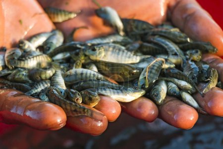Photo for Genetically Improved Farm Tilapia Fry - Royalty Free Image