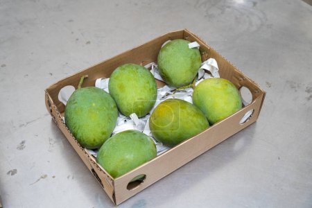 Photo for Bangladeshi mango for exporting at Central Pack house - Royalty Free Image