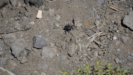 Dor Beetle (Geotrupes stercorarius) Most often found on woodland floors