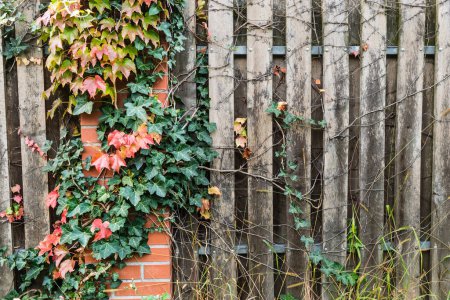 Téléchargez les photos : Ancienne clôture avec grimpeurs de lierre feuilles rouges et vertes - en image libre de droit