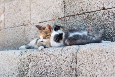 Photo for Sleeping cats in Mandraki harbour Rhodes - Royalty Free Image