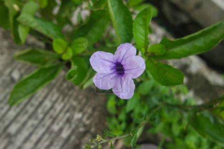 Flor púrpura dorada o Ruellia tuberosa L con hojas verdes en el jardín. pletekan, Kencana Ungu, petunia mexicana, Bluebell mexicano, la petunia silvestre de Britton es una planta floreciente púrpura