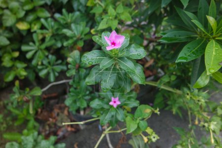 Close up, blooming pink flowers of Chataranthus roseus. Pink periwinkle, old maid, tapak dara in the yard