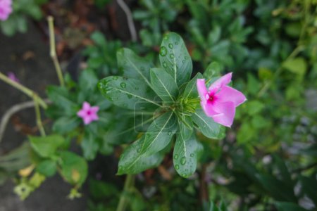 Close up, blooming pink flowers of Chataranthus roseus. Pink periwinkle, old maid, tapak dara in the roadside
