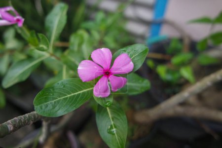 Close up, blooming pink flowers of Chataranthus roseus. Pink periwinkle, old maid, tapak dara in the roadside