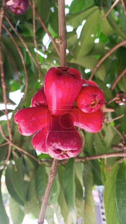 Pommes rouges fraîches mûres, également connues sous le nom de jambu air Merah (Syzygium aqueum), fraîchement récoltées dans un jardin