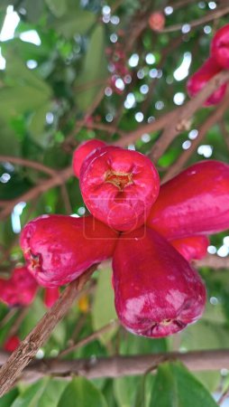 Pommes rouges fraîches mûres, également connues sous le nom de jambu air Merah (Syzygium aqueum), fraîchement récoltées dans un jardin