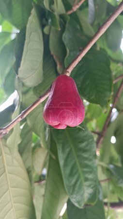 Frische reife rote Rosenäpfel, auch bekannt als Jambu Air Merah (Syzygium aqueum), frisch aus dem Garten geerntet