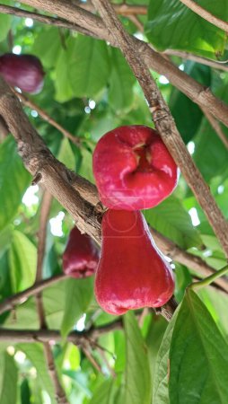 Frische reife rote Rosenäpfel, auch bekannt als Jambu Air Merah (Syzygium aqueum), frisch aus dem Garten geerntet