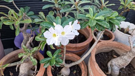 The beautiful white adenium obesum flower or usually called kamboja jepang blooms at the garden