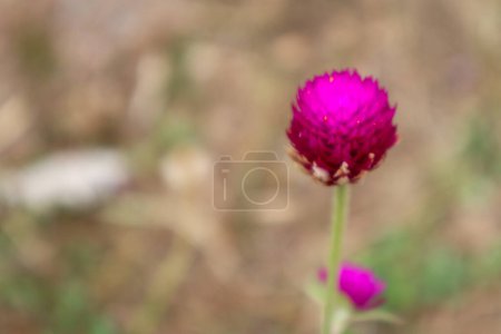 Foto de Globo amaranto o Gomphrena globosa flor, imagen borrosa - Imagen libre de derechos