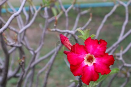 Foto de El adenio, comúnmente conocido como Impala Lily o Desert Rose, es una planta suculenta impresionante que cuenta con floraciones vibrantes y cautivadoras. - Imagen libre de derechos