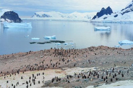    Gentoo penguin in Antarctica against the background of the landscape                           