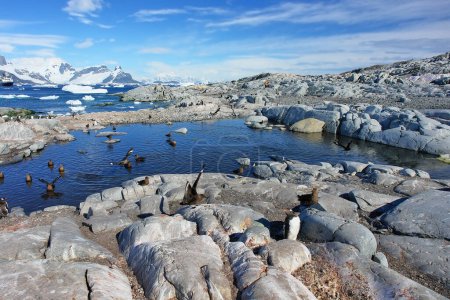   Pingouin de Gentoo en Antarctique sur fond de paysage                             