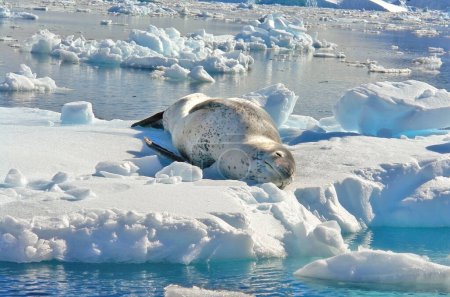   Una foca depredadora llamada foca leopardo descansando sobre un témpano de hielo en la Antártida                             