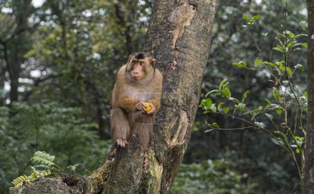 Foto de El mono está esperando comida en el árbol. Atracciones turísticas en Sibolangit, Sumatra del Norte. La foto fue tomada de la carretera.. - Imagen libre de derechos