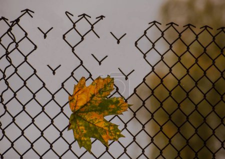 Photo for Autumnal yellow-green maple leaves on the mesh fence look like birds flying away - Royalty Free Image