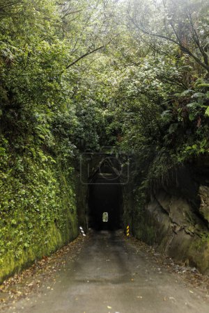 Téléchargez les photos : Une photo du tunnel naturel qui se trouve sur l'autoroute oubliée de Nouvelle-Zélande une promenade pittoresque dans le centre nord de l'île - en image libre de droit