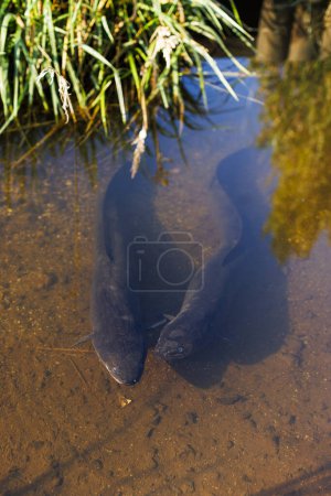 Foto de Una foto de dos anguilas en un arroyo. Esta es una imagen de vida silvestre tomada en Nueva Zelanda - Imagen libre de derechos
