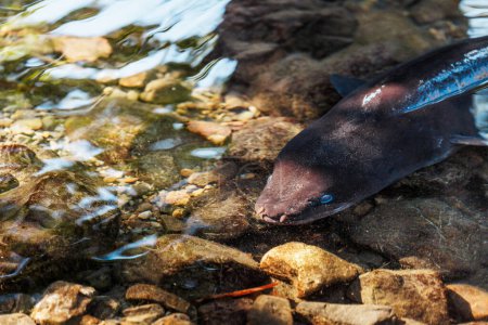 Une image d'une anguille à longues nageoires de Nouvelle-Zélande nageant dans un ruisseau.
