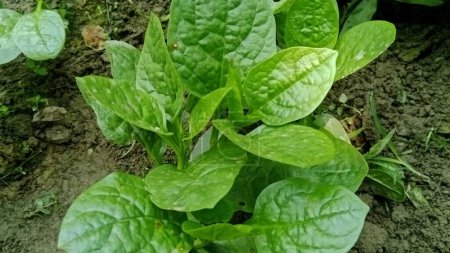 Green vegetable essential leaf