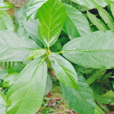 Herbal medicine essential leaf 