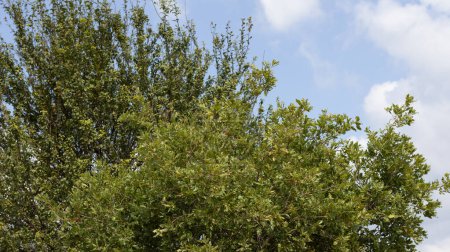 Téléchargez les photos : Arbres à feuilles vertes aux couleurs vives naturelles en plein jour tirant à partir d'un ciel bleu nuageux haut lieu en arrière-plan - en image libre de droit