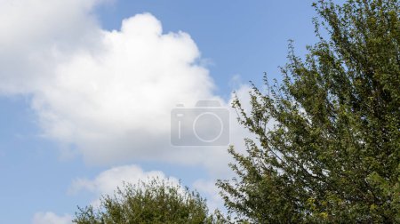 Téléchargez les photos : Arbres à feuilles vertes aux couleurs vives naturelles en plein jour tirant à partir d'un ciel bleu nuageux haut lieu en arrière-plan - en image libre de droit