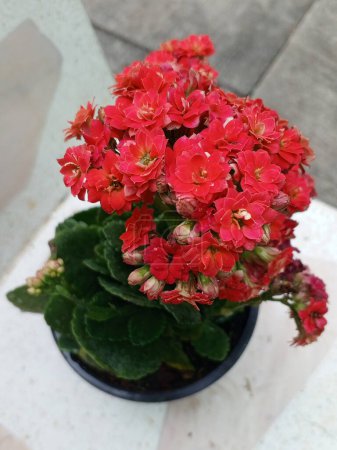 Photo for Red Kalanchoe Plant with pot - Royalty Free Image