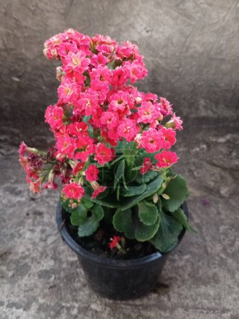 Photo for Red Kalanchoe Plant with pot - Royalty Free Image