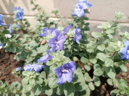 Cute Blue Flower blackground - Ground morning Glory flower 