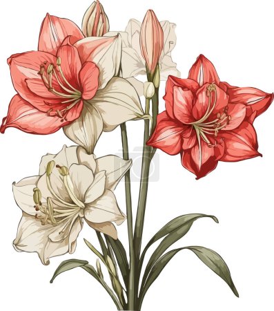 Illustration for Red Amaryllis flower clipart - Royalty Free Image