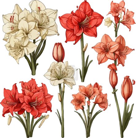 Illustration for Set of Red Amaryllis flower clipart - Royalty Free Image