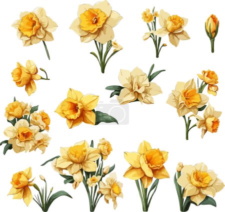 Ilustración de Conjunto de flor de narciso flor de boda clipart - Imagen libre de derechos
