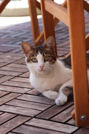 Foto de Foto vertical de gato sentado. Gato sentado debajo de la silla en la terraza de madera. Enfoque selectivo. - Imagen libre de derechos