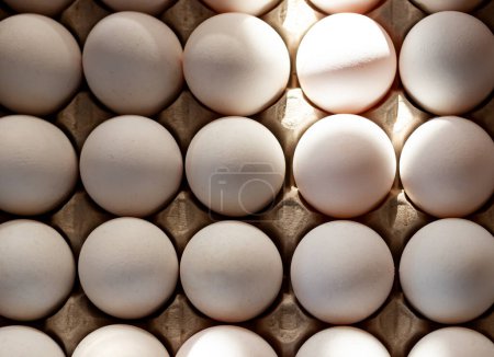 Téléchargez les photos : Vue du dessus des œufs biologiques dans un carton. Un groupe d'œufs blancs bio bien triés et ensoleillés. - en image libre de droit